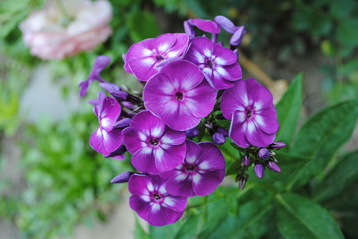 phlox laura