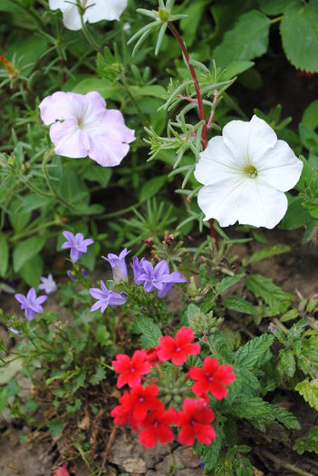 campanula get mee&verbine& - yyy 2014 gradina mea