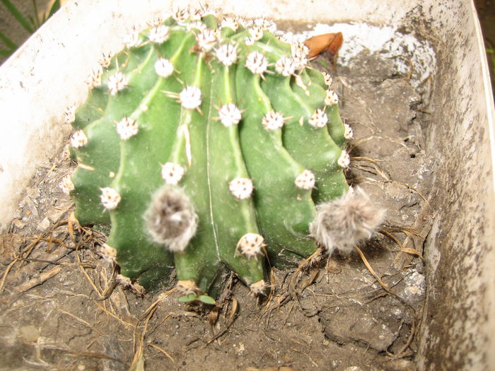 pictures 348 - cactusi