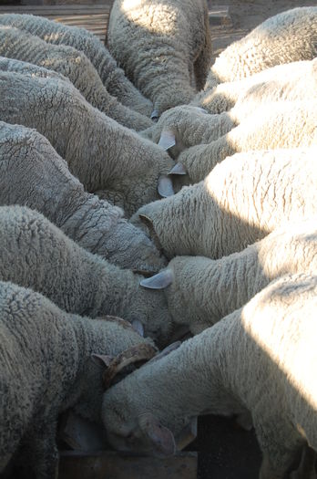 DSC_1582; suplimentul de dimineata
