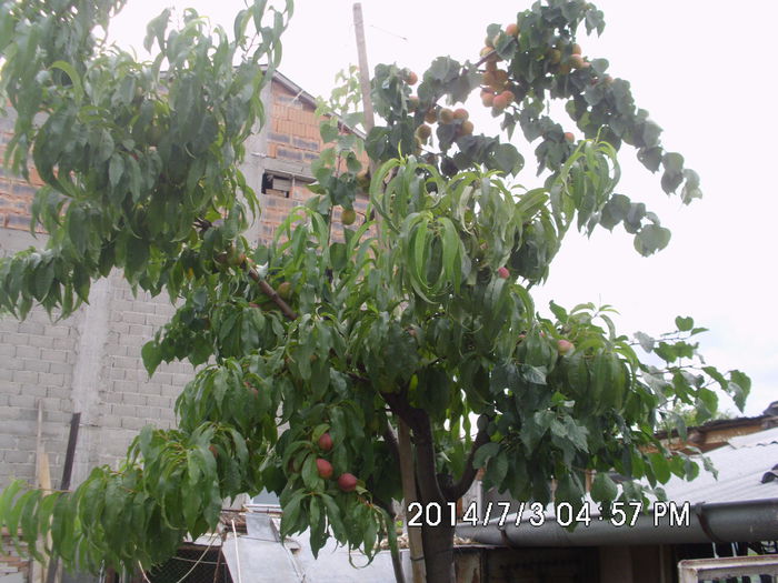 IMG_0679; Corcodus supraaltoit cu Nectarin Fantasia,Cais Bergeron si 2 pruni
