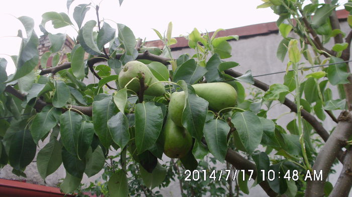 IMG_0765; Par Conferance,coroana artistica palisata(palmeta Haag)...foarte precoce si f productiv.
