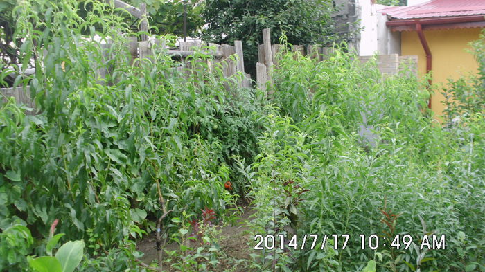 IMG_0772; Migdali si alti portaltoi
