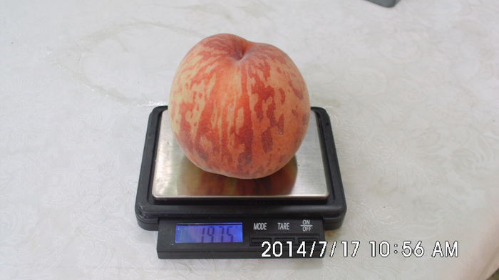 IMG_0775; Magnificul soi Amalia...cea mai buna piersica mancata de mine...150-200 gr,aspect comercial,pulpa alba superzemoasa si dulce.
