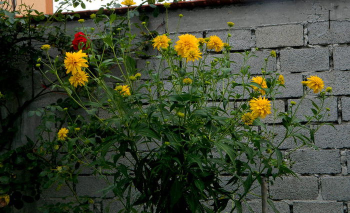 Rudbekia laciniata