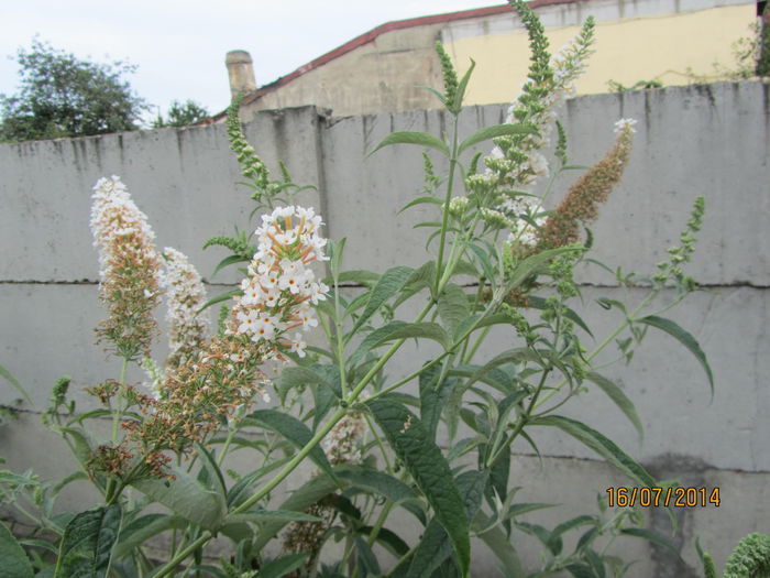 IMG_3561 - Flori de gradina-2014 Vara