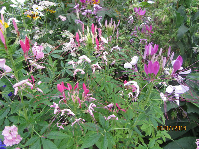 Cleome