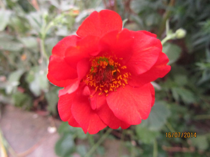 Geum Coccineum Chiloense