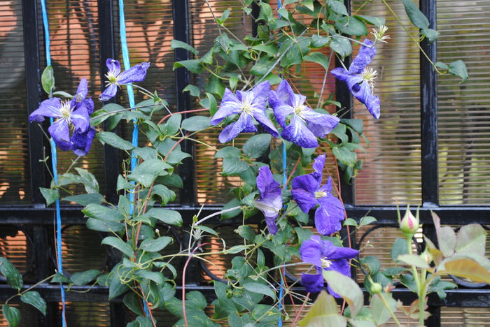 clematis Tie Dye