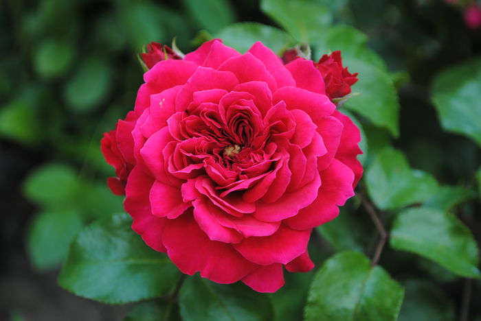 Red Leonardo da Vinci