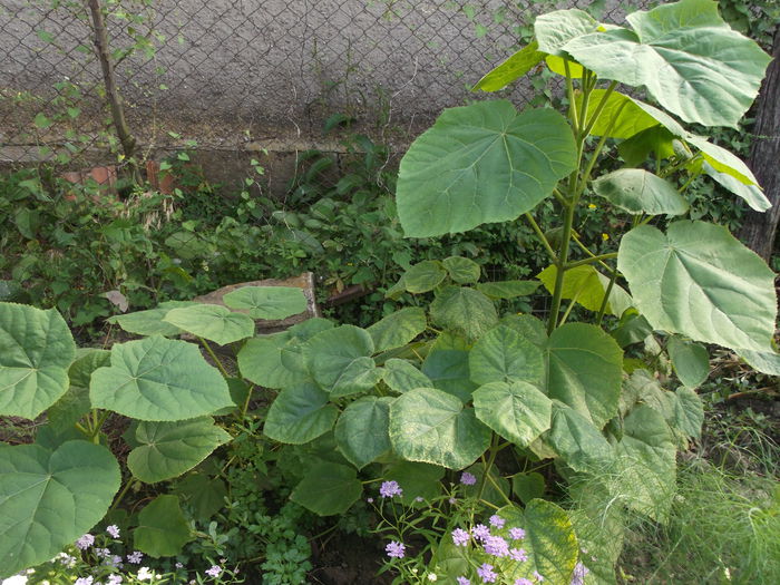 paulownia - Pomi si arbusti Fructiferi 2014-2015