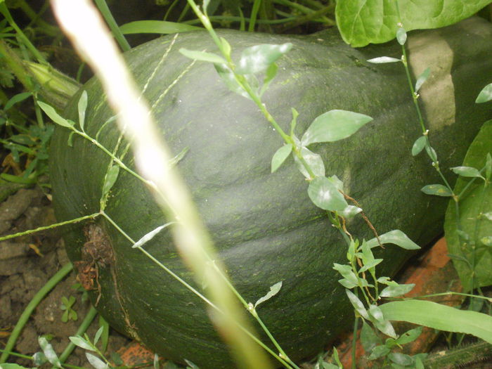 Butternut ,urias - vara 2014