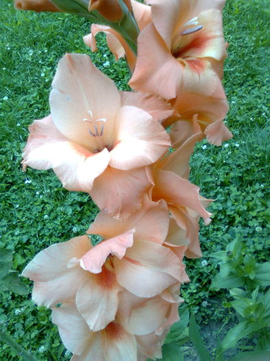 DOC POZE 007 - A___PRIMAVARA-VARA 2014