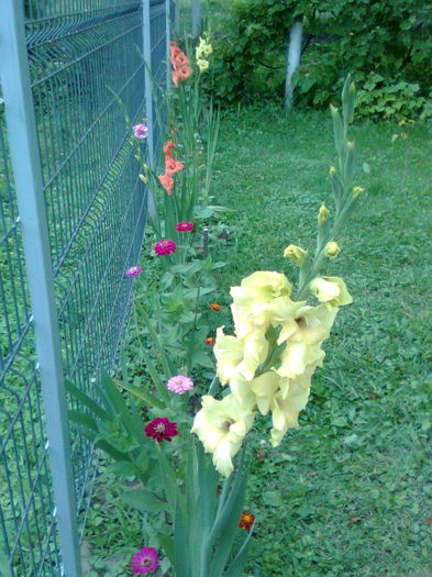 DOC POZE 018 - A___PRIMAVARA-VARA 2014