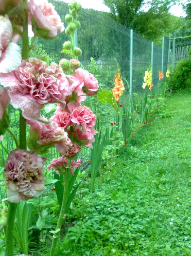 DOC POZE 023 - A___PRIMAVARA-VARA 2014