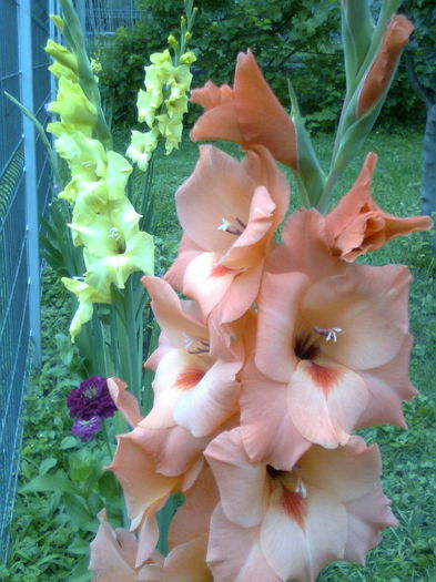 DOC POZE 021 - A___PRIMAVARA-VARA 2014