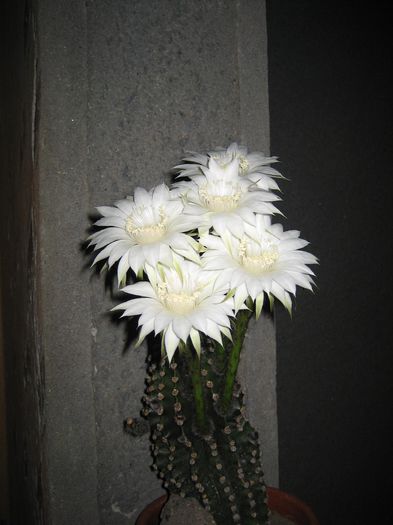 pictures 358 - cactusi
