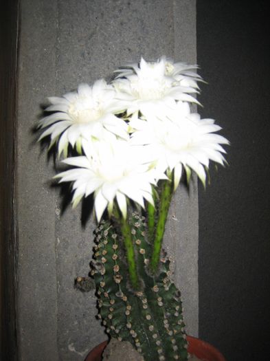 pictures 359 - cactusi