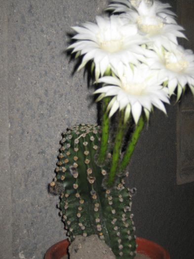 pictures 360 - cactusi