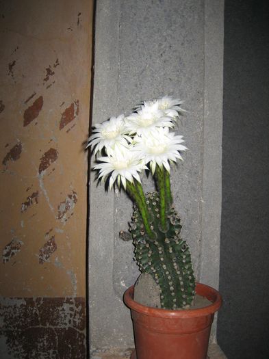 pictures 362 - cactusi