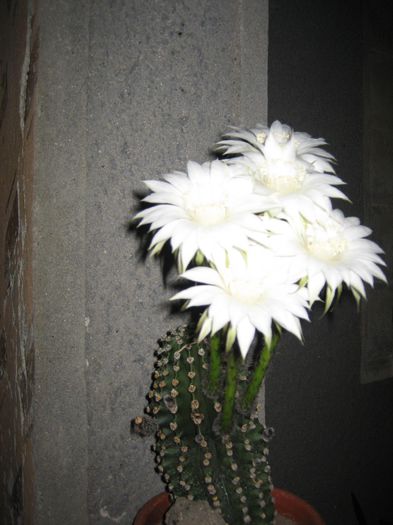 pictures 363 - cactusi