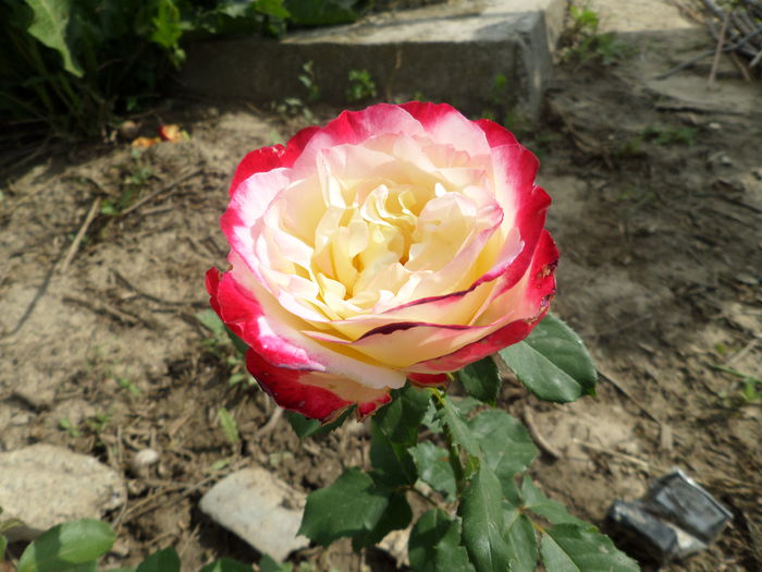 SAM_8240 - Trandafirii mei 2014