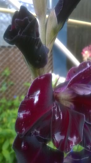 Gladiole - Flori negre din gradina mea