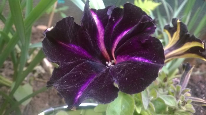 Petunii - Flori negre din gradina mea