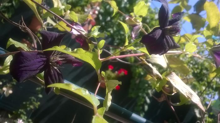Clematite - Flori negre din gradina mea