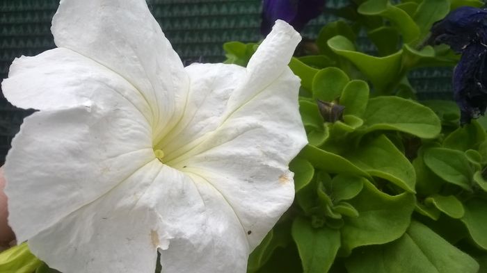 Petunii - Flori albe din gradina mea