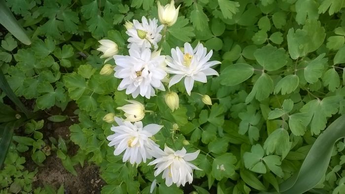 Caldaruse - Flori albe din gradina mea