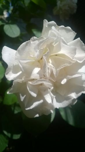 Trandafiri - Flori albe din gradina mea