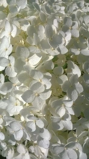 Hortensii - Flori albe din gradina mea