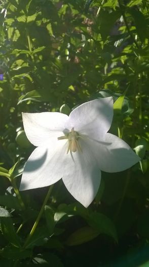 Platycodon - Flori albe din gradina mea