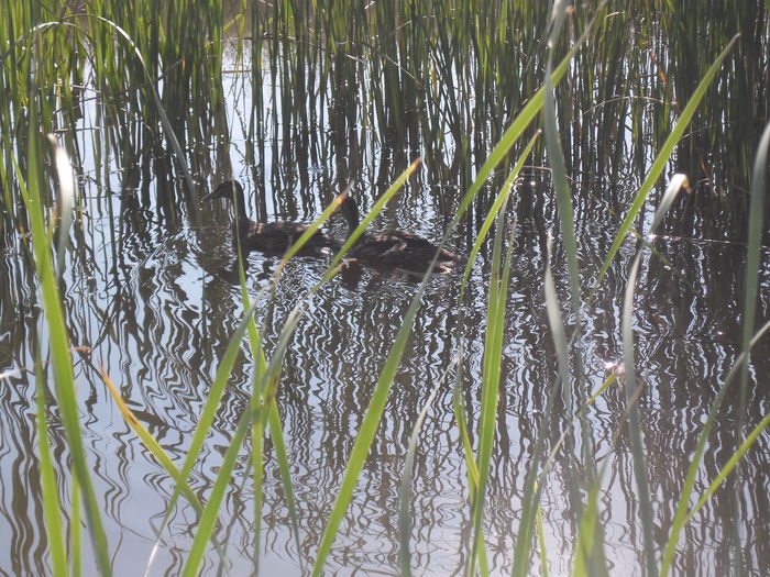 ULTIMA POZA; SA FA FACETI MARI, SA SCAPATI DE DUSMANI, DE VANATORI SI SA FACETI PUISORI!
