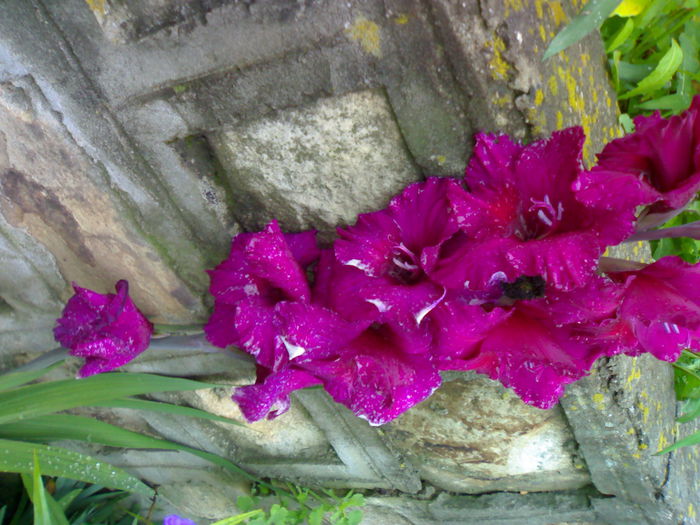 01012006246 - Flori