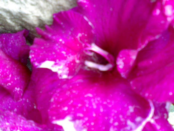 01012006247 - Flori