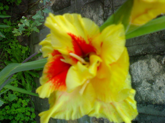 01012006248 - Flori