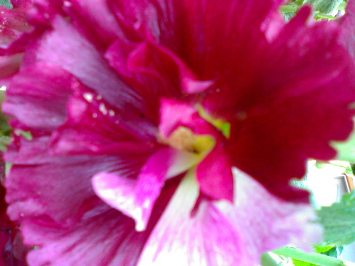 01012006249 - Flori