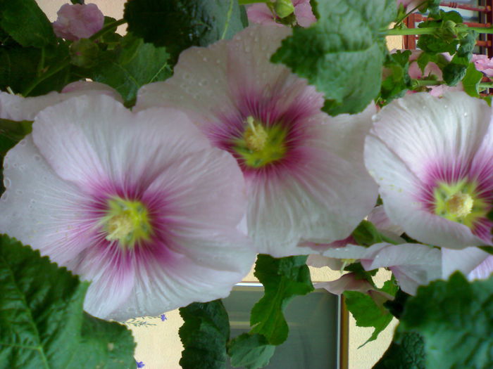 01012006250 - Flori