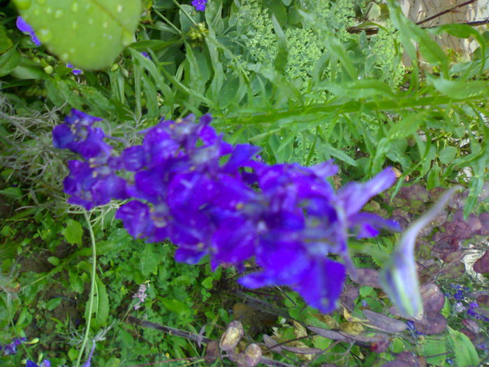 01012006251 - Flori