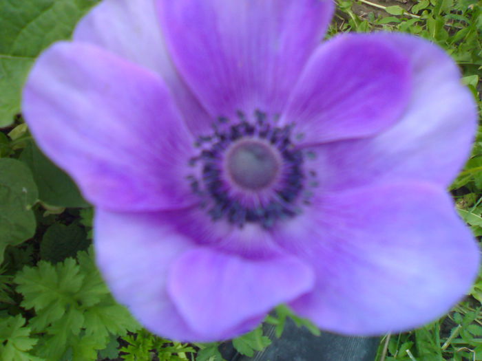 01062014011 - Flori