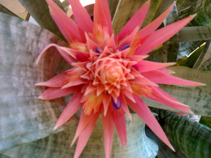02012006210 - Flori
