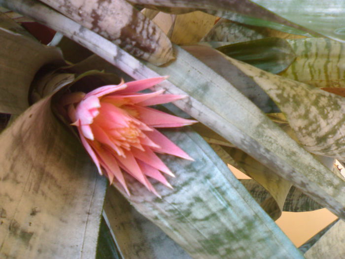 02012006211 - Flori