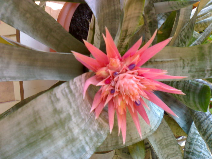 02012006212 - Flori