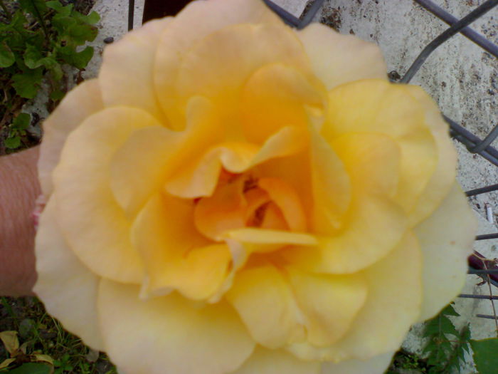02012006220 - Flori