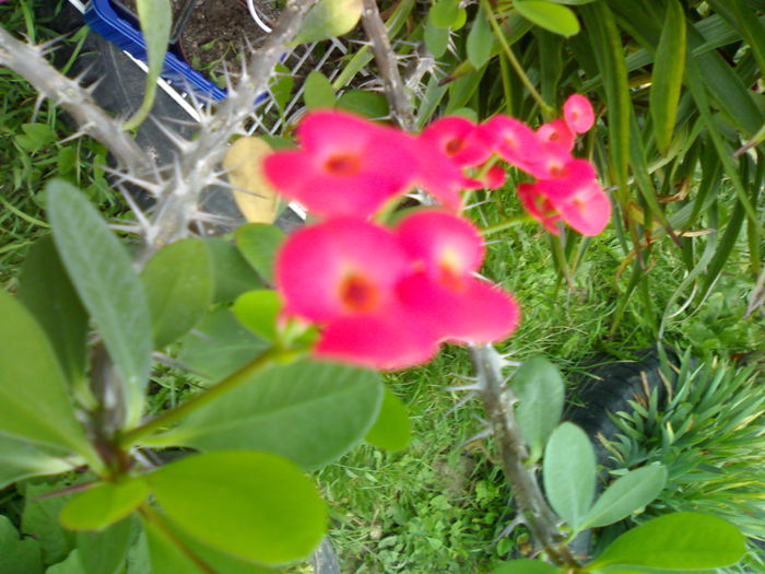 02012006226 - Flori
