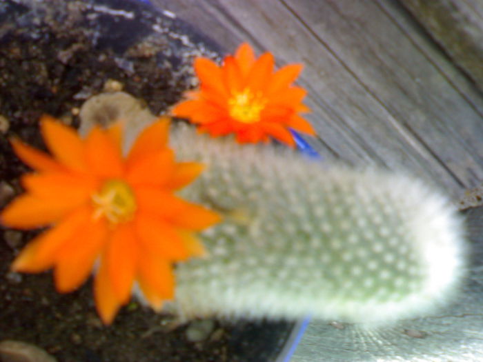 07012006238 - Flori