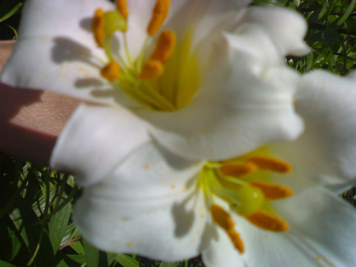 07012006239