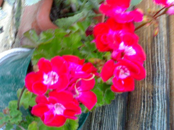 08012006038 - Flori